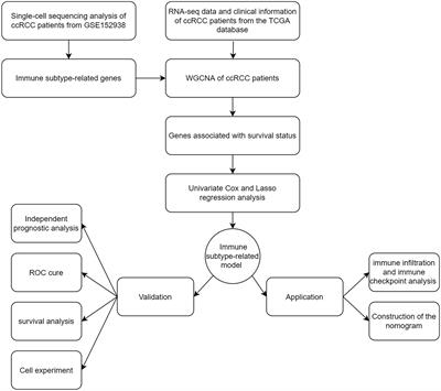 Identification of an immune subtype-related prognostic signature of clear cell renal cell carcinoma based on single-cell sequencing analysis